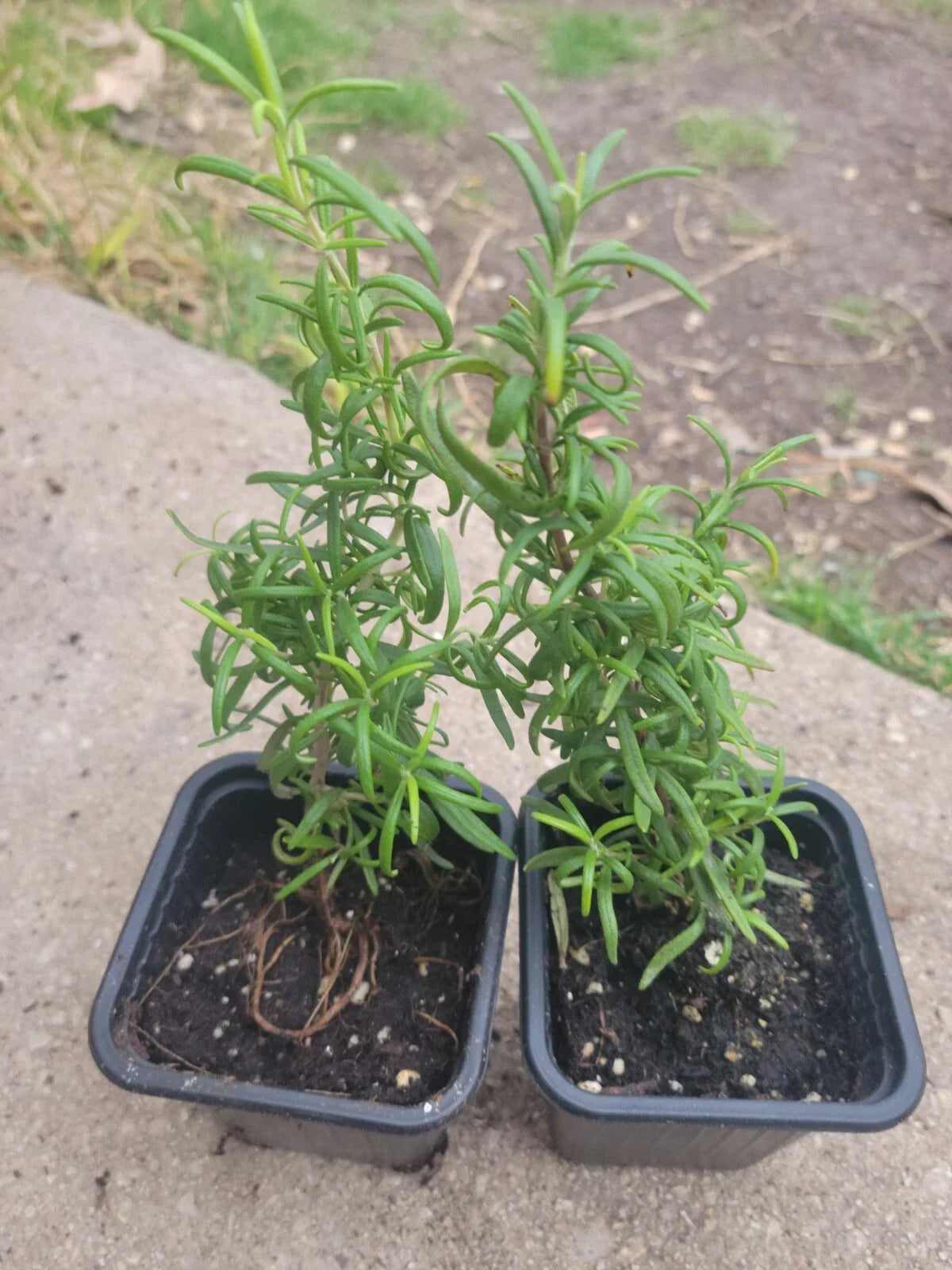 Organic Rosemary Plant - Live 3-Inch Pot - Rosmarinus officinalis - Culinary Herb - Certified Organic