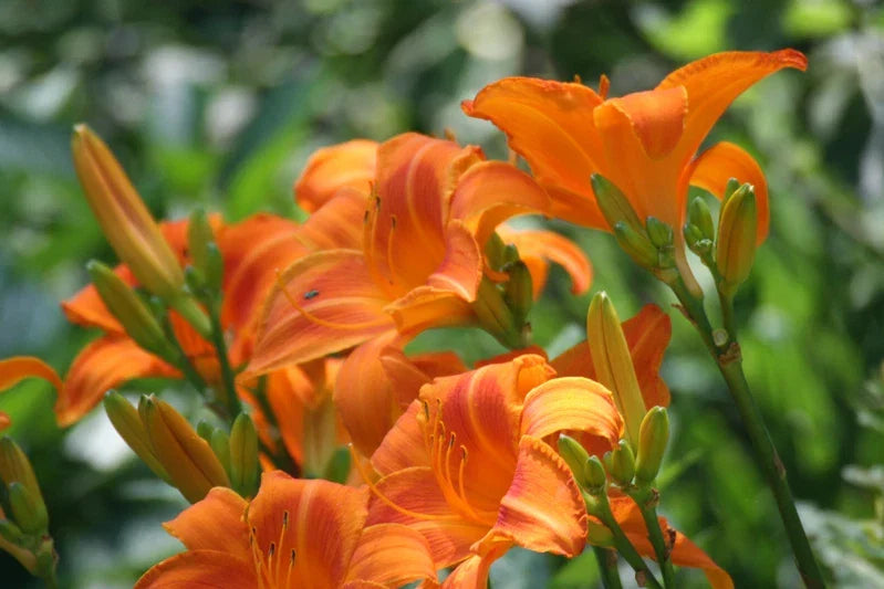Bare Root Orange Day Lily Plants - 'Tawny Ditch Lily' - Hemerocallis fulva - Hardy Aquatic Perennial for Pond or Bog