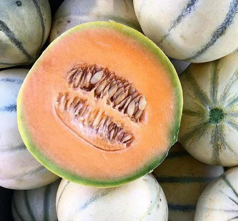 Charentais Cantaloupe Seeds - 25+ Heirloom Melon Seeds - Sweet Flavor - Cucumis melo - Non-GMO for Home Garden