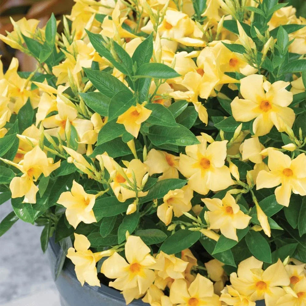 Yellow Dipladenia Starter Plant 4" | Tropical Flowering Vine | Mandevilla Sanderi | Eco-Friendly Shipping Without Pot