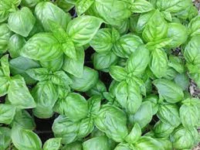 Genovese Basil Seeds - Organic Heirloom Variety - Ocimum basilicum - 100 Non-GMO Seeds for Culinary Gardening