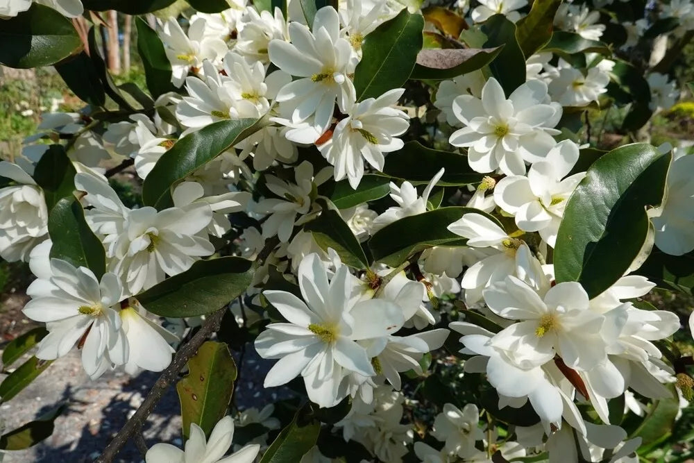 Sweetbay Magnolia Seedlings - 12-18 inches - Magnolia Virginiana - Live Trees for Planting