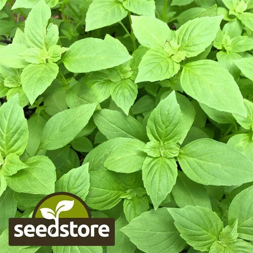 Lemon Basil Seeds | Heirloom Non-GMO Culinary Herb | Ocimum basilicum 'Citriodorum' | 100 Seeds Packet