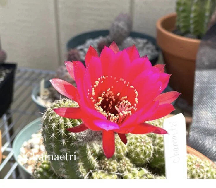 Echinopsis Cactus Succulents - Rooted Pups - CHAMAETRI European Hybrid - Easy Care Indoor/Outdoor Plant - Echinopsis chamaecereus