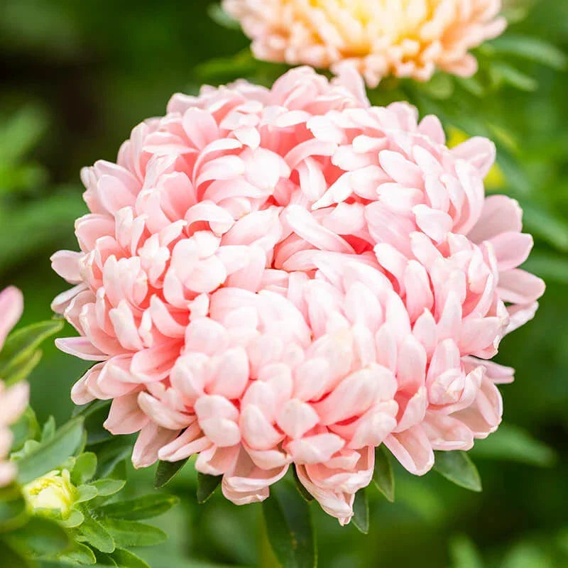 Peony Seeds 50-1,000 Duchess Apricot Paeony, Vibrant Non-GMO Flower Seeds for Garden, Attracts Pollinators, Free Shipping