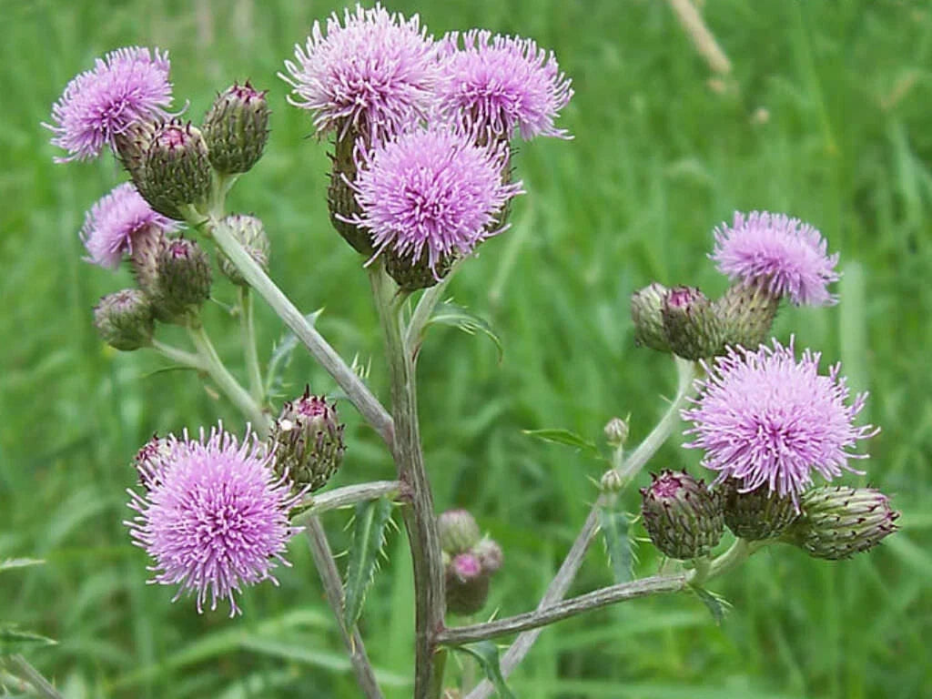 Creeping Thistle Seeds 200 Pack, Cirsium arvense, Eco-Friendly Garden Planting, Attracts Pollinators, USA