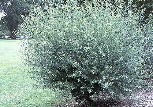 2 Basket Willow Bush Cuttings - Salix purpurea - Purple-Tinted Branches for Wreaths and Crafts