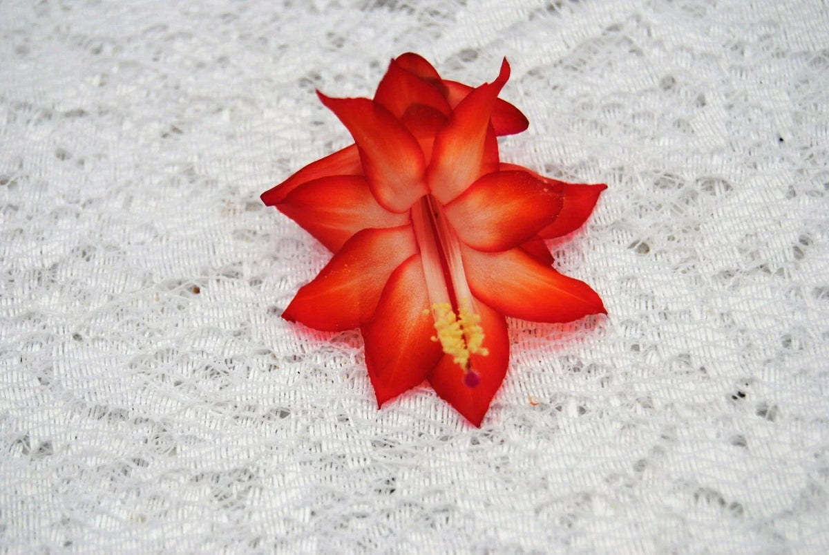 Christmas Cactus Starter Plant - Well Rooted Ara Brazil Variety - Schlumbergera Truncata - Indoor Blooming Houseplant