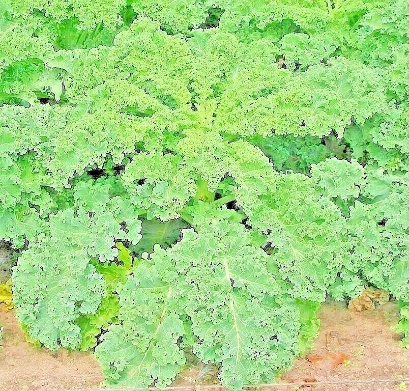 Kale Seeds Dwarf Spring Mix 1200+ Non-GMO Brassica oleracea for Garden Microgreens and Salads