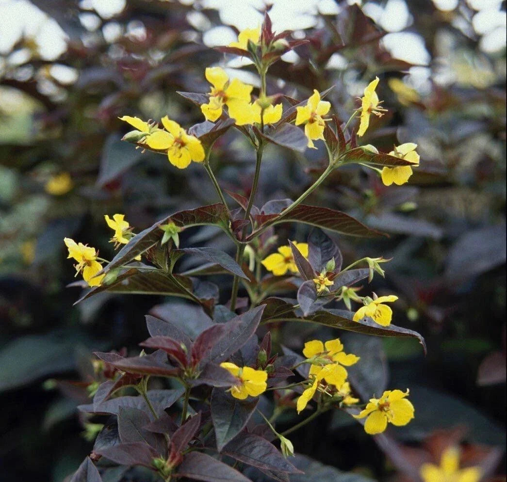 Firecracker Loosestrife Plants - 4 Young Bareroot Hummingbird Attractors - Lysimachia spp. - Vibrant Red Flowers