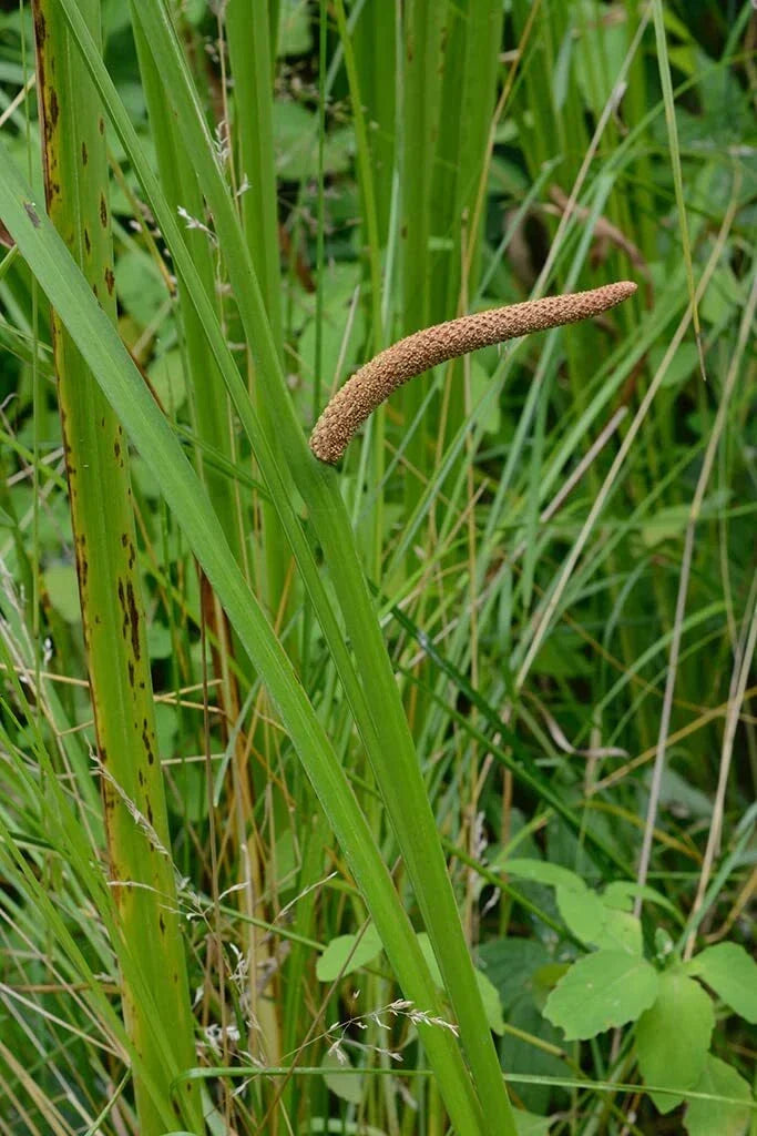 Sweet Flag Seeds - 50 Count - Acorus americanus - Native Perennial Wetland Plant - Ideal for Water Gardens and Borders
