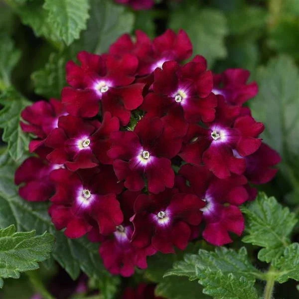 Magenta Verbena Seeds - 50 Perennial Flower Seeds - Verbena bonariensis - USA Grown for Vibrant Spring Blooms