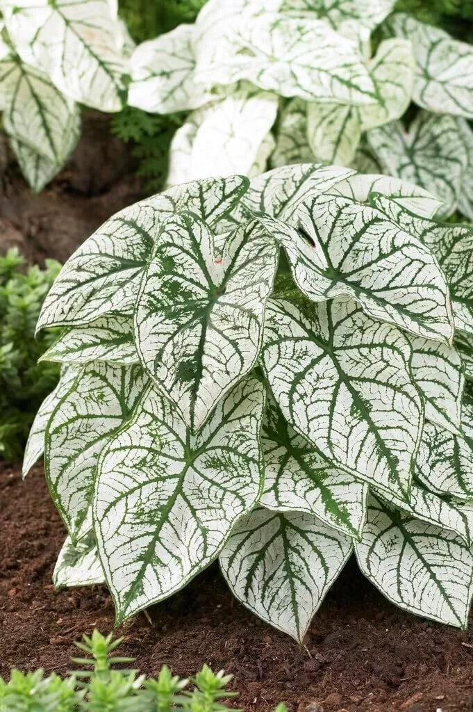 Caladium Bulbs | White Candidum | Tropical Foliage Plant | Caladium bicolor | Easy to Grow
