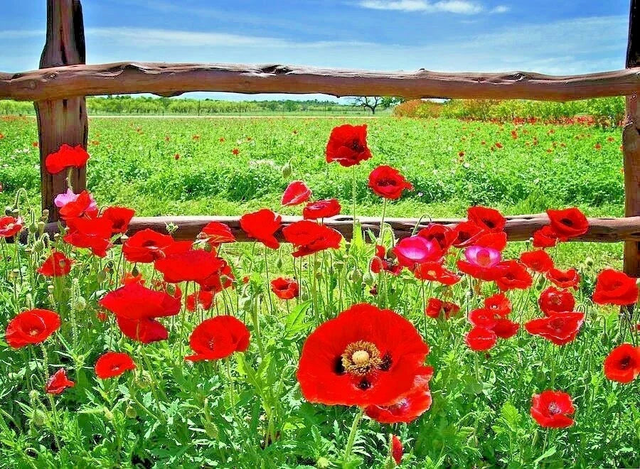 Red Corn Poppy Seeds - 2000+ Premium Wildflower Seeds - Papaver rhoeas - Easy to Grow for Garden or Container