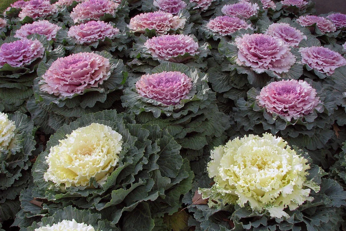 Ornamental Kale Seeds - 100 Non-GMO Heirloom - Vibrant Foliage - Brassica oleracea - Perfect for Borders & Containers