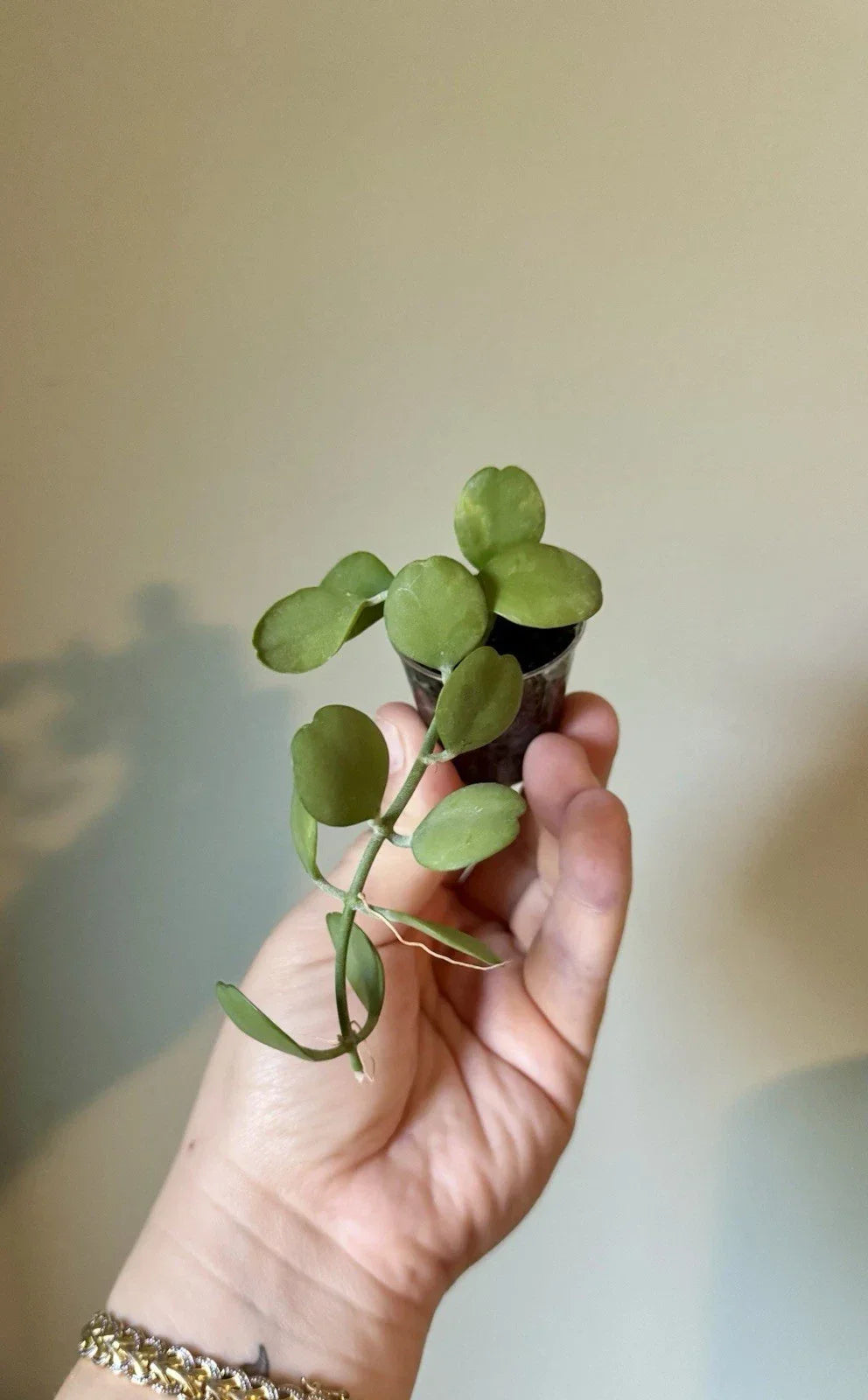 Dischidia Geri Cutting - Lightly Rooted Indoor Plant - Easy Care Houseplant - Dischidia nummularia - Trailing Vines