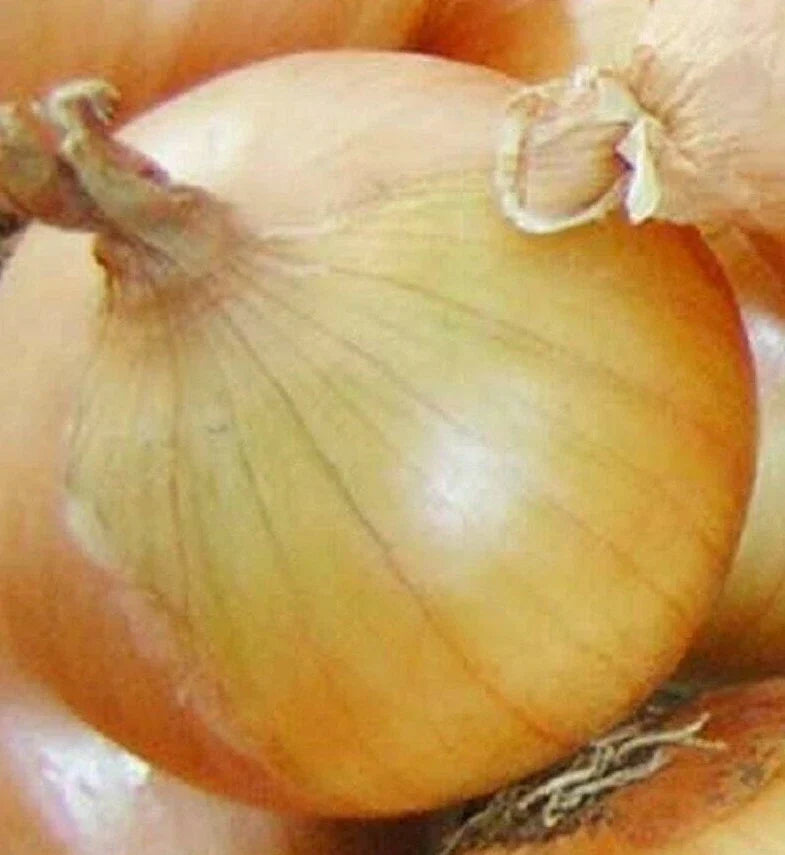 Texas Early Grano Onion Seeds - 200+ Seeds, Short Day Variety, Allium cepa, Sweet Flavor for Home Gardens