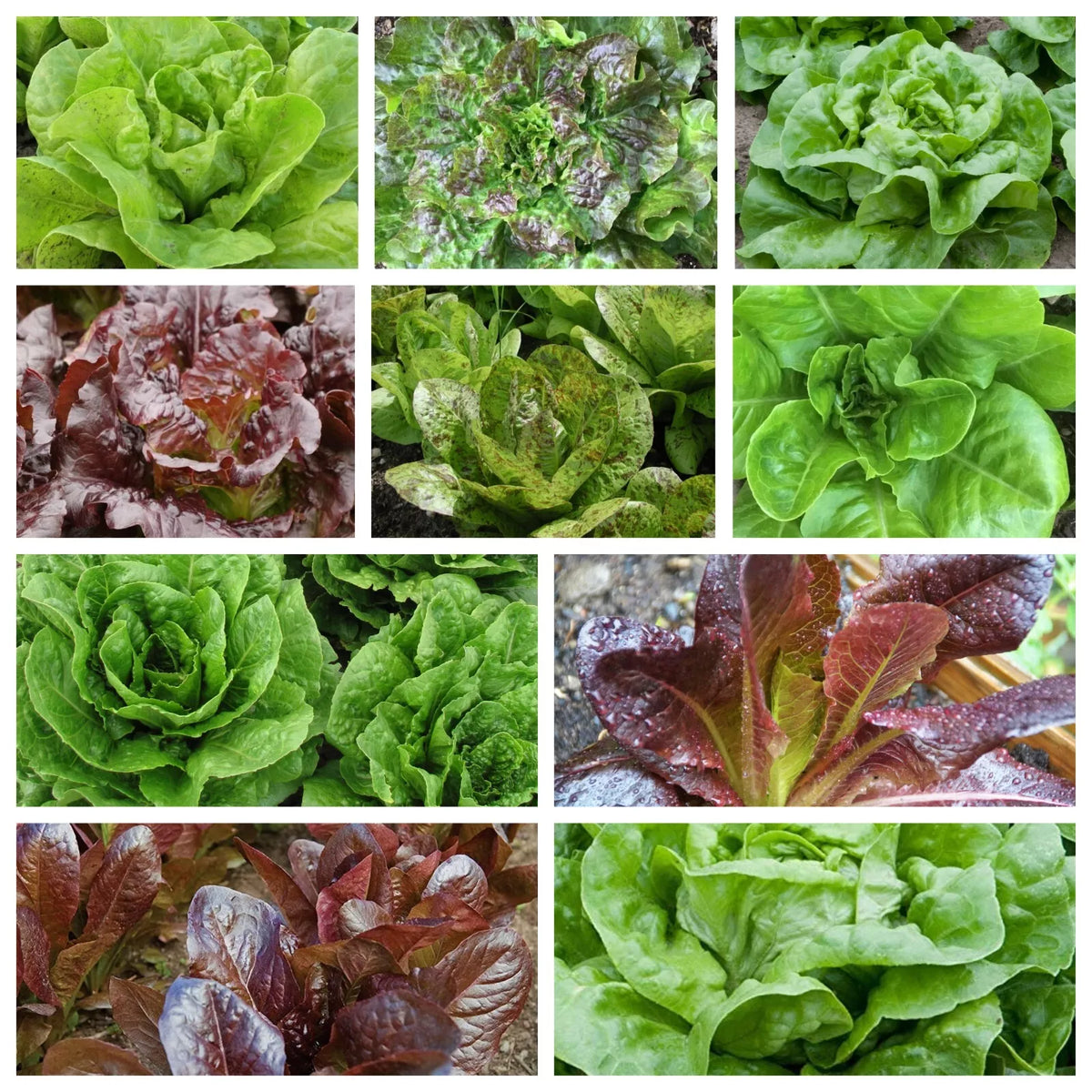 Romaine & Butterhead Lettuce Collection Seeds, Non-GMO, 10 Varieties, Lactuca sativa, Fresh Garden Seeds for Home Gardening