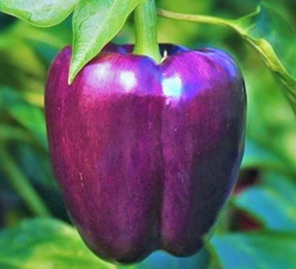 Purple Bell Pepper Seeds - 50+ Non-GMO Sweet Vegetable - Capsicum Annuum - Vibrant Purple Color for Garden