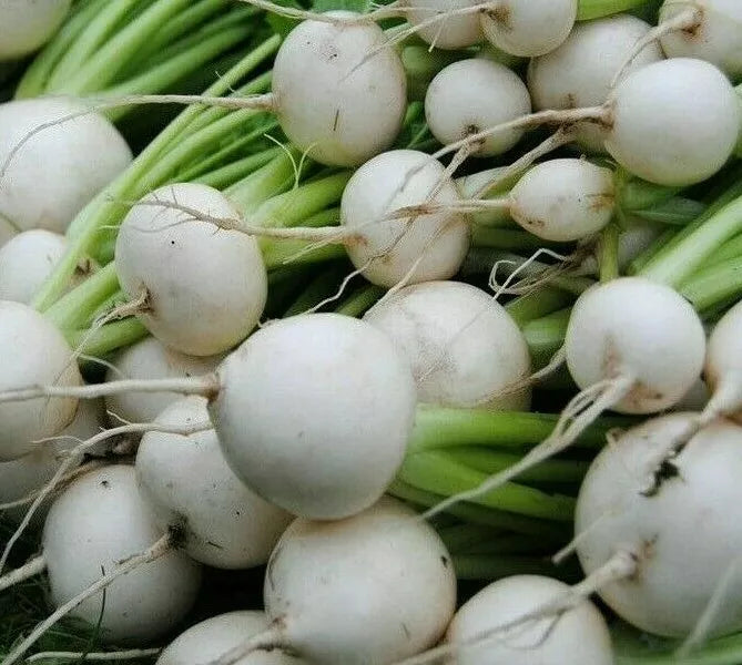 White Egg Turnip Seeds - 1000+ Vegetable Seeds for Soups & Stews - Brassica rapa - Easy to Grow, Fast Germination