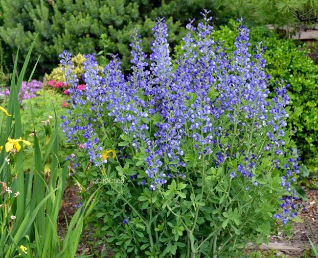 Blue Wild False Indigo Seeds - 50+ Perennial Wildflower, Nitrogen-Fixing, Baptisia australis - Easy to Grow Garden Seeds