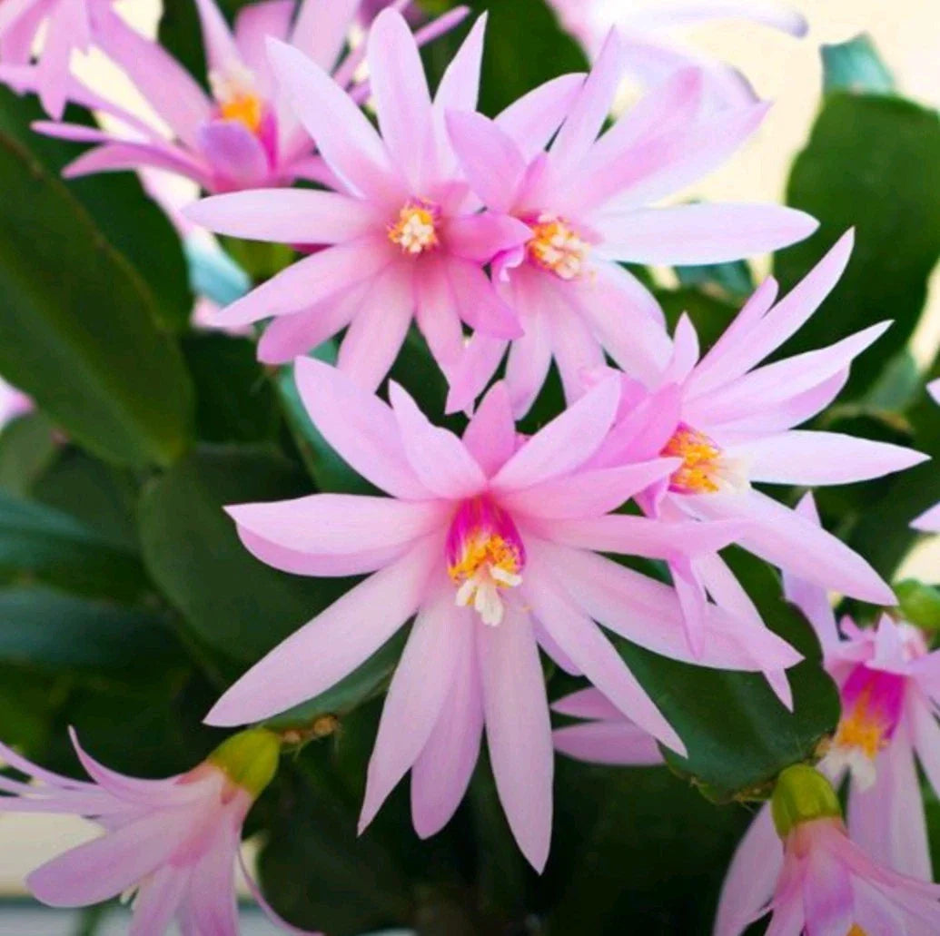 Pink Easter Cactus Cuttings - 3 Fresh Cuttings - Spring Variety - Hatiora gaertneri - Indoor Plant Decor