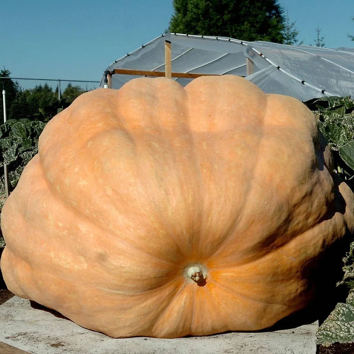 Dill's Atlantic Giant Pumpkin Seeds - 20 Heirloom Non-GMO Seeds - World Record Variety - Cucurbita pepo