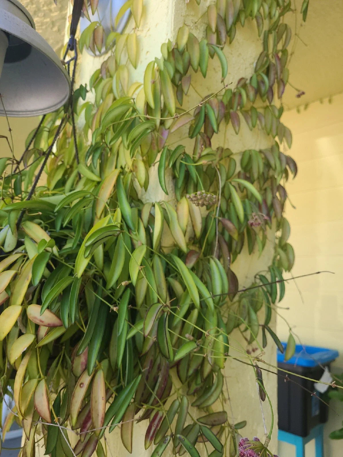 Hoya Wayetii Fresh Cutting 3+ Nodes - Tropical Flowering Plant, Hoya wayetii, Glossy Green Leaves, Easy Care