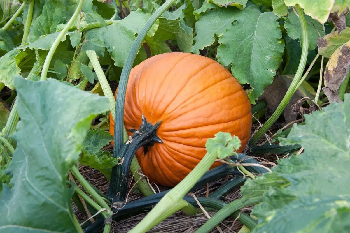 Jack O'Lantern Pumpkin Seeds, Bulk Packet, Halloween Variety, Cucurbita pepo, Ideal for Carving & Pie