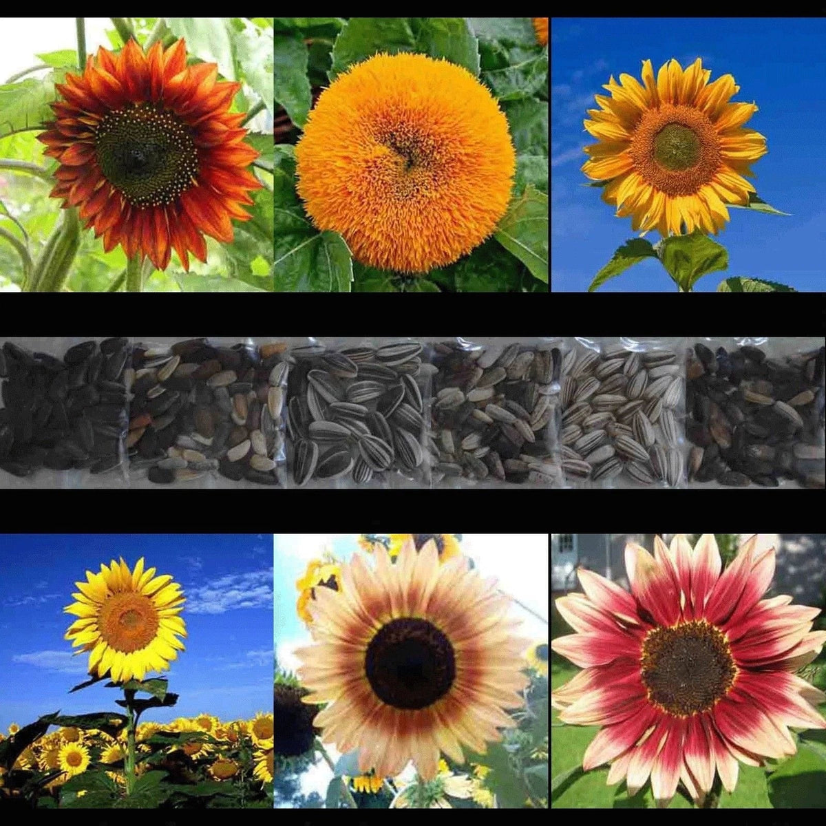 Sunflower Seed Mix - 150+ Rare Seeds - Giant Varieties in Multiple Colors - Helianthus spp. - Non-GMO & Easy to Grow
