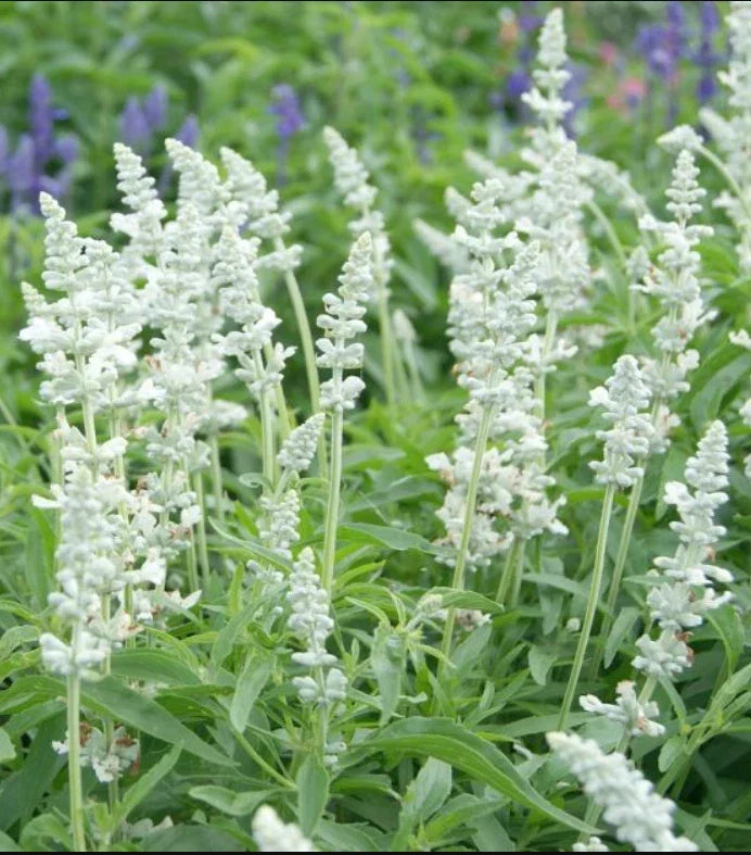 Salvia Seeds 200 Count Victoria Series White Flowers Non-GMO Pollinator-Friendly Salvia nemorosa 'Victoria Series White'