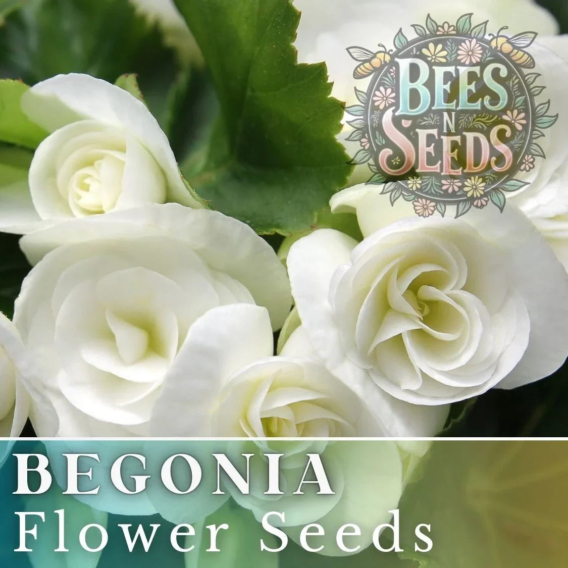 Ivory Haven Begonia Seeds - 45 or 125 Non-GMO Flower Seeds, White Blooms, Begonia x tuberhybrida