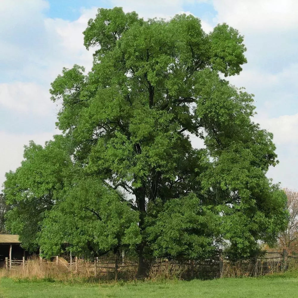 Black Walnut Tree Live Plant 8-16" Bare Root Juglans nigra, Hardy Edible Nut Tree for Zones 5-9, Fast-Growing Shade Tree