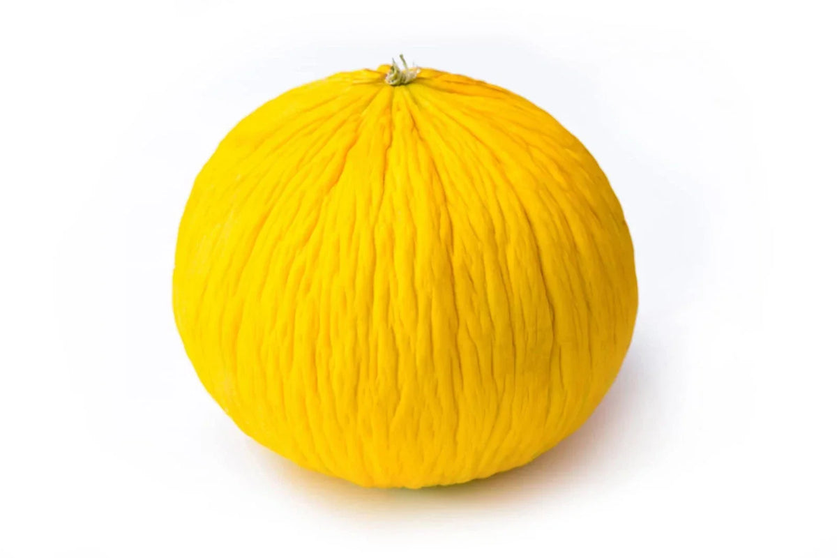 Golden Beauty Casaba Melon Seeds - 20 Count, Sweet Flavor, Easy to Grow, Cucumis melo