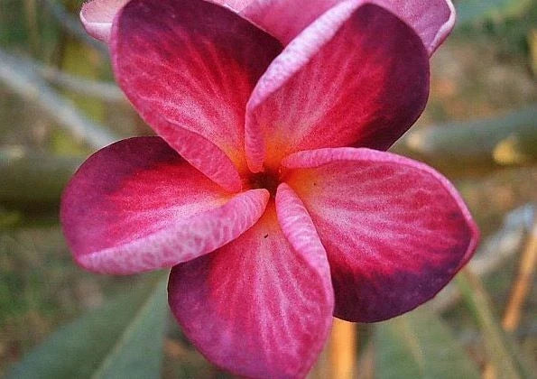 Plumeria Seeds - 5 Bright Pink Purple Flower Seeds - Perennial Plant - Plumeria spp. - Tropical Garden Blooms