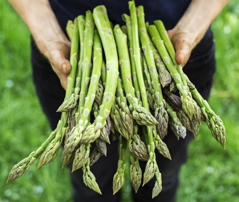 Jersey Giant Asparagus Bare Root Plants 2-Year Crowns - Edible Vegetable, Asparagus officinalis 'Jersey Giant'