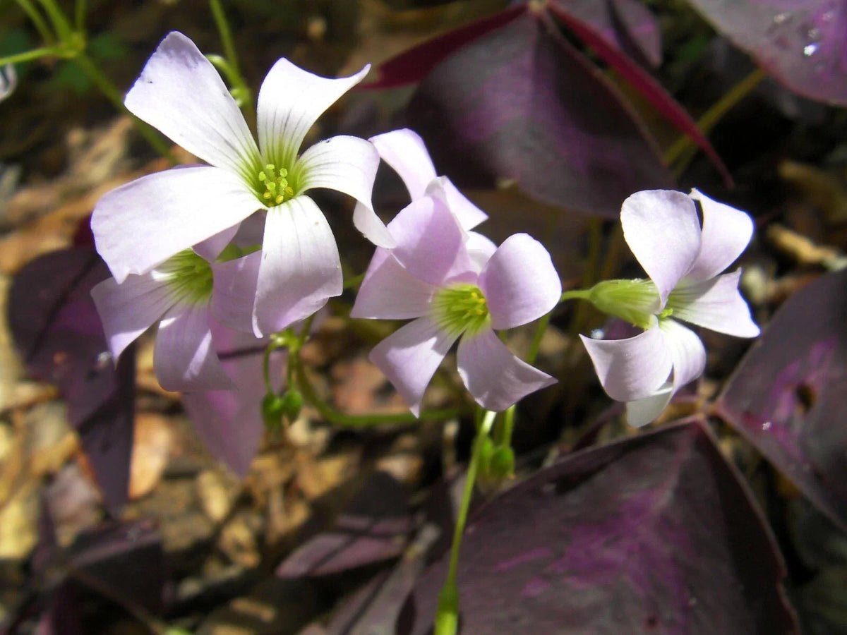 Purple Shamrock Rhizomes - 6 Roots Edible Plant - Oxalis Triangularis - Vibrant Purple Leaves for Garden or Indoor Decor