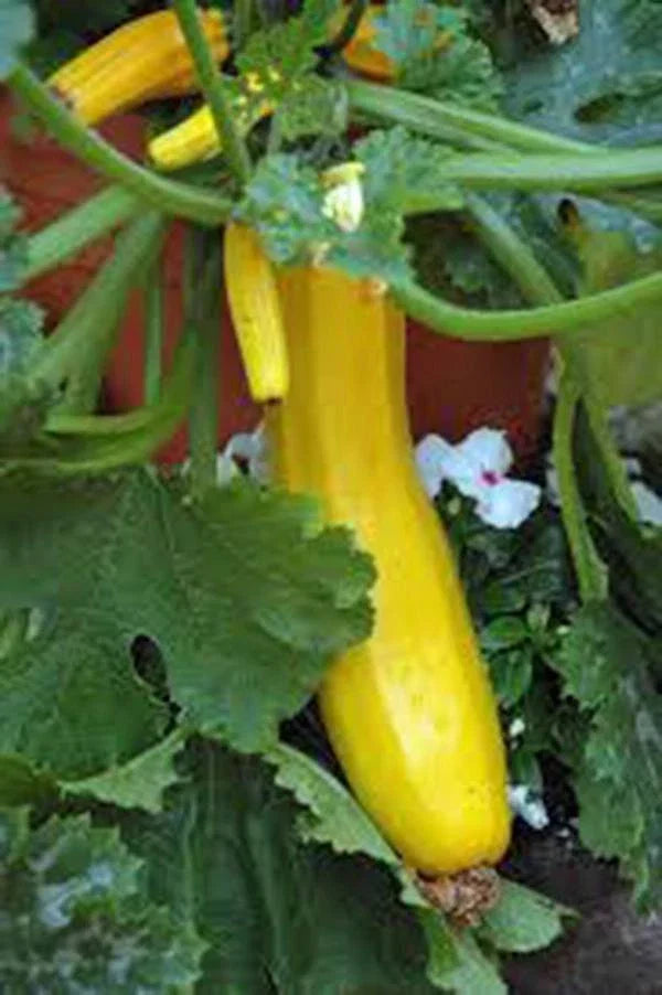 Squash Seeds - 100 Heirloom Early Prolific Straight Neck - Cucurbita pepo - Non-GMO Vegetable Garden Seeds for High Yields
