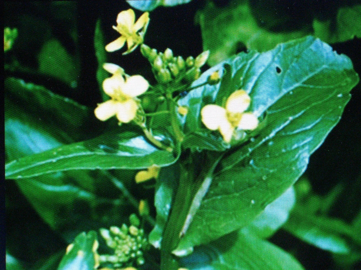 Tsoi Sim Seeds - 200 Count - Chinese Green for Salads & Stir Fry - Brassica rapa var. chinensis - Easy to Grow