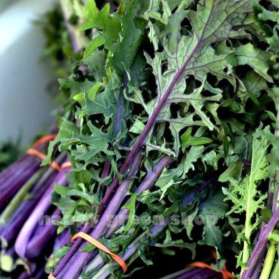 Red Russian Kale Seeds - 500 Count Organic Non-GMO - Brassica oleracea - Perfect for Microgreens and Home Gardening