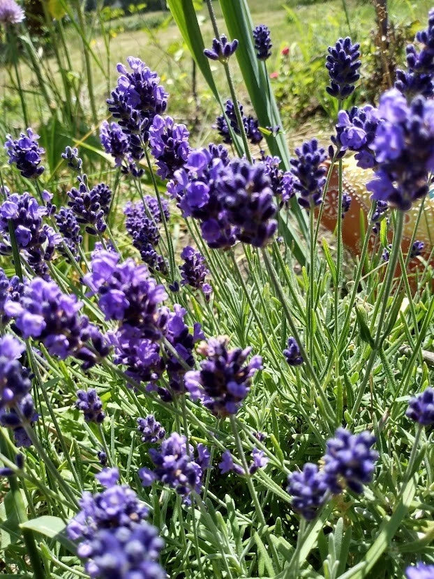 5 Organic English Lavender Herb Cuttings for Propagation, Aromatic Plants, Lavandula angustifolia, Perfect for Gardeners