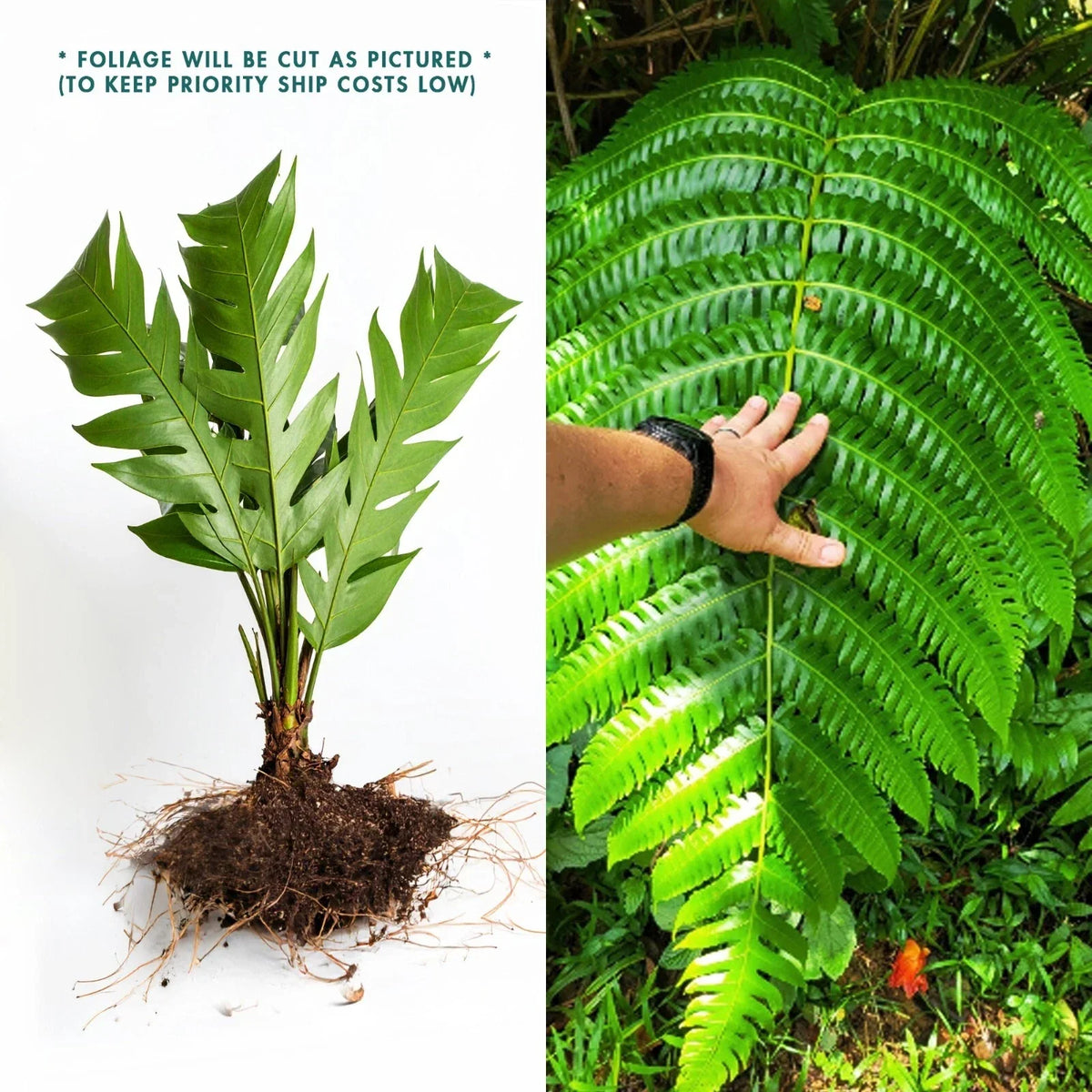 LIVE Bare Root Tree Fern - Cyathea Horrida - Tropical Plant for Garden - 1 Foot Tall - Exotic Greenery for Indoor/Outdoor Spaces