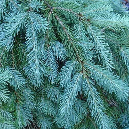 Blue Douglas Fir Seeds | 20+ Seeds | Evergreen Tree | Pseudotsuga menziesii var. glauca | Blue-Green Foliage