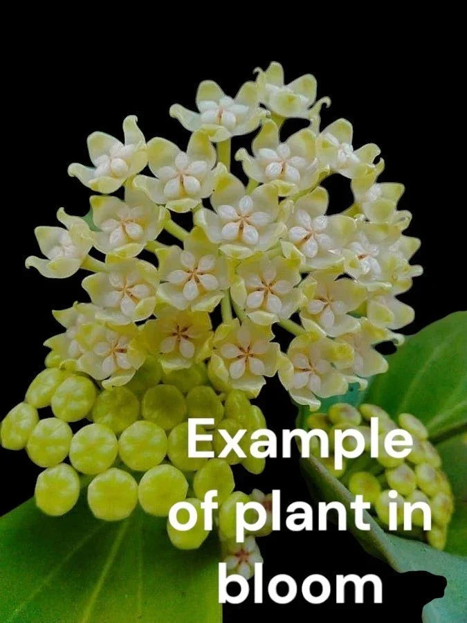Hoya Pachyclada Rooted Plant in 4" Pot - Easy Care Houseplant with Sweetly Scented Star-Shaped Flowers, Hoya pachyclada
