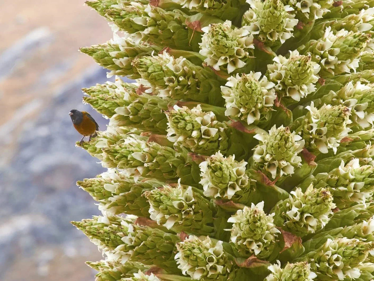 Queen of The Andes Seeds 10 Pack - Rare Exotic Puya Raimondii Planting Seeds for Gardens