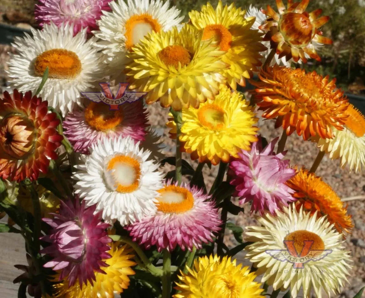 Dwarf Strawflower Mix Seeds - Colorful Helichrysum Paper Daisy - Non-GMO, Everlasting Blooms for Garden - 100 Seeds Pack