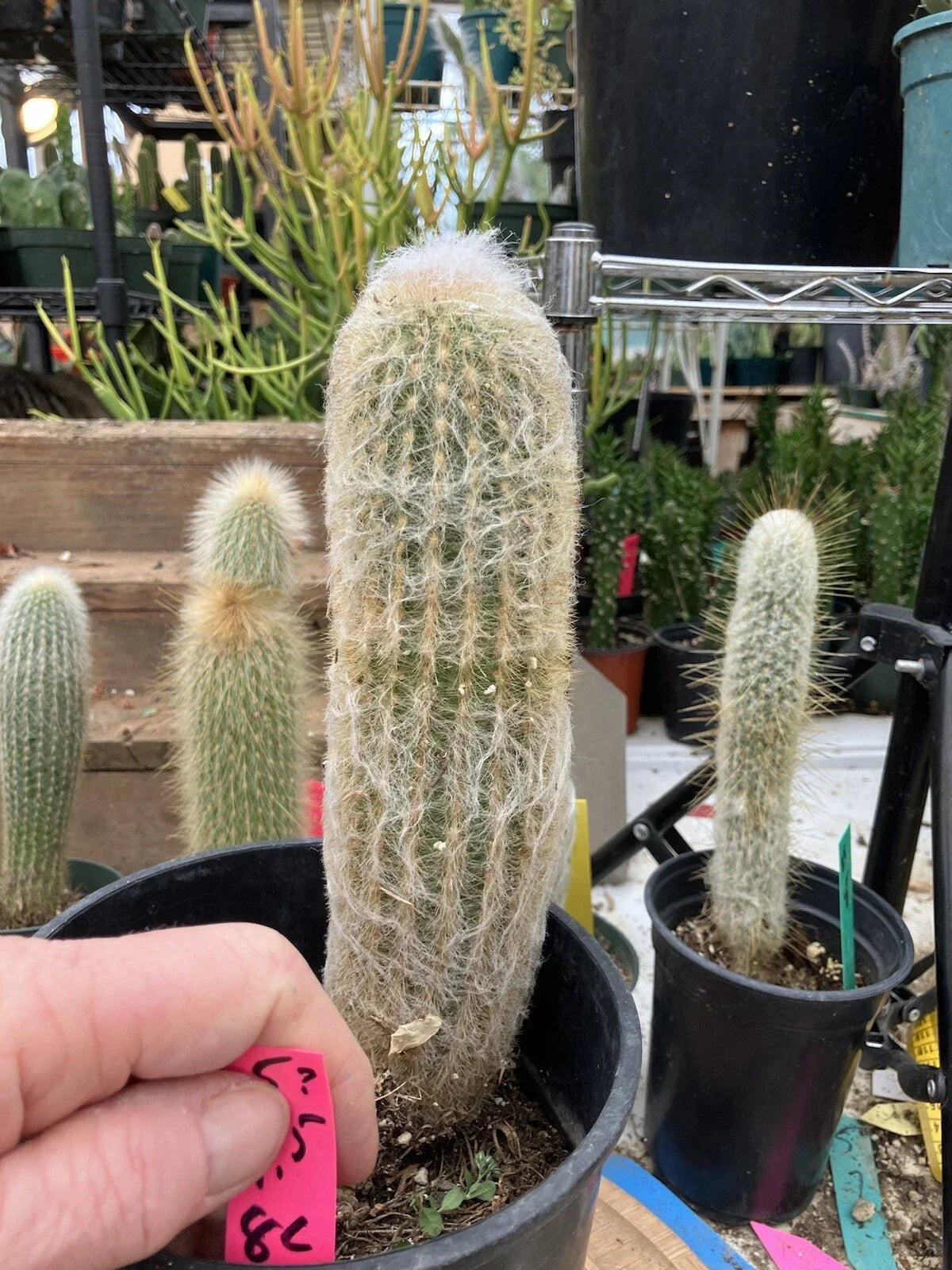 Old Man of the Mountain Cactus, 9.5" Live Plant, Espostoa lanata, Unique Woolly Appearance, Perfect for Indoor/Outdoor Garden