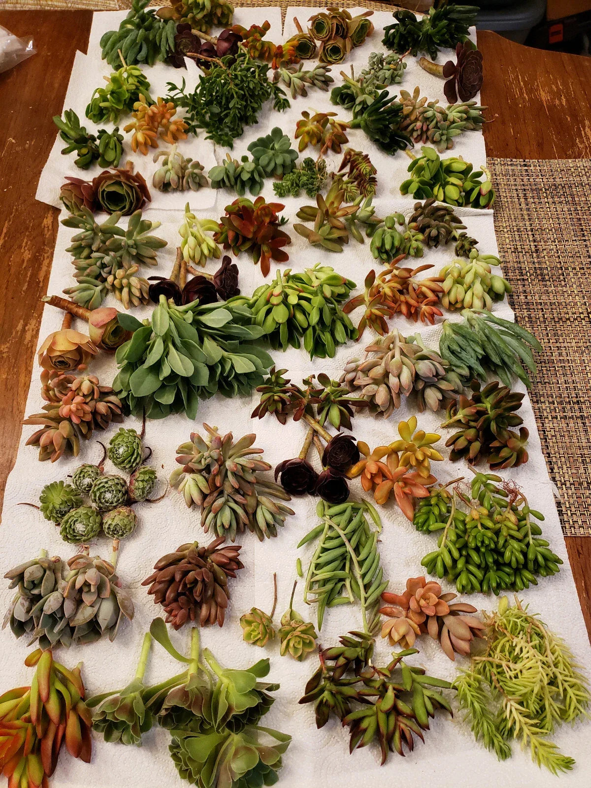 40 X-LARGE Succulent Cuttings - 40 Varieties with 5 Rare Species - Perfect for Propagation and Gardening - Various Echeveria, Sedum