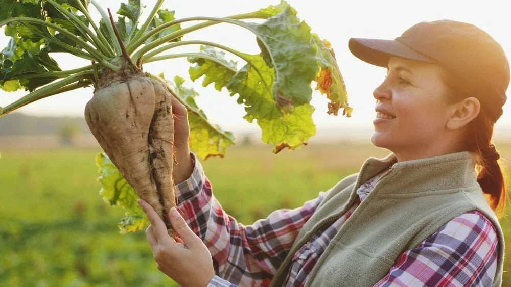 Sugar Beet Seeds 250+ Non-GMO Heirloom Beta vulgaris Made in USA Ship from Iowa