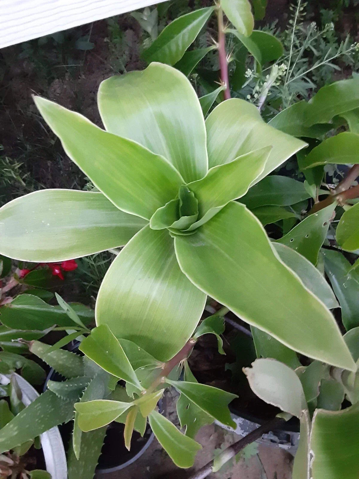 Basket Plant Cutting - 1 No Roots - Callisia Fragans - Trailing Houseplant for Indoor Decor